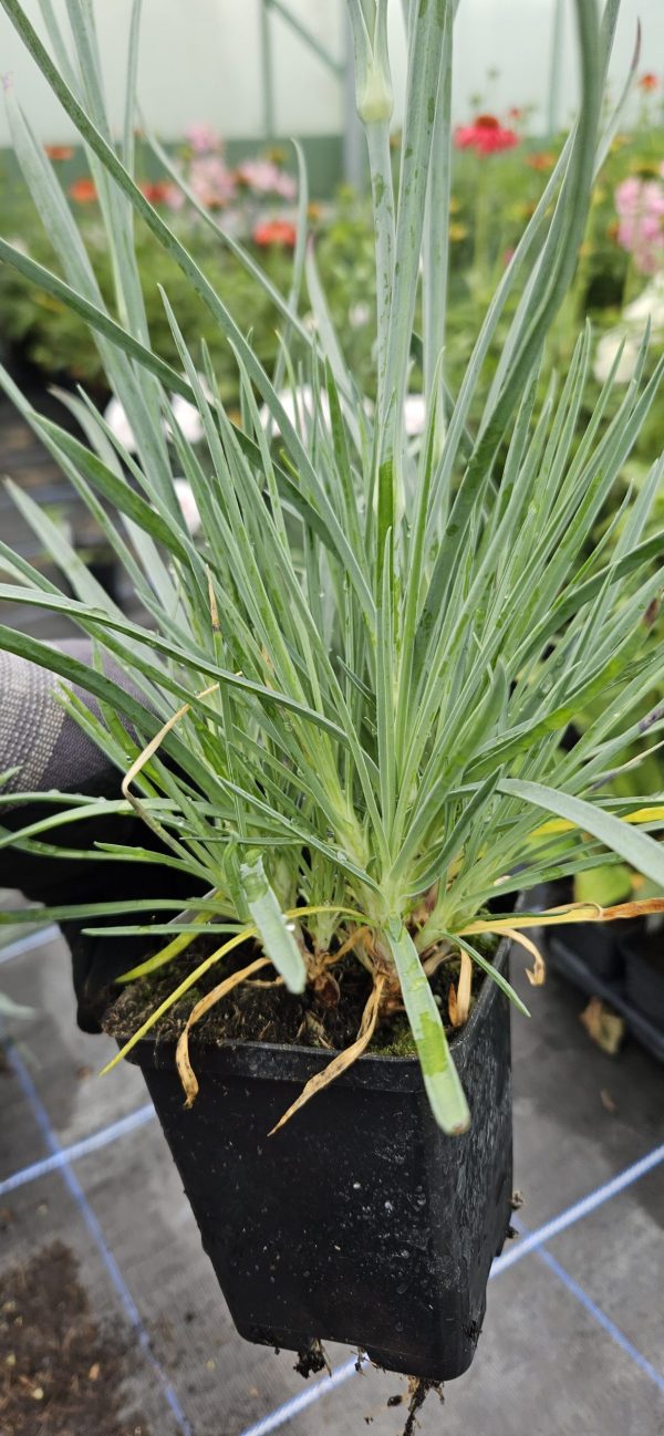 Dianthus 'Mountain Frost Ruby Glitter'