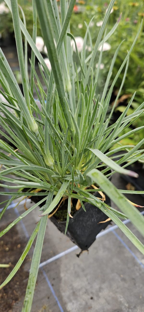 Dianthus 'Mountain Frost Ruby Glitter'