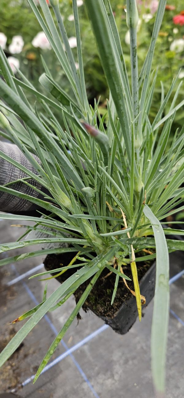 Dianthus 'Mountain Frost Ruby Glitter'