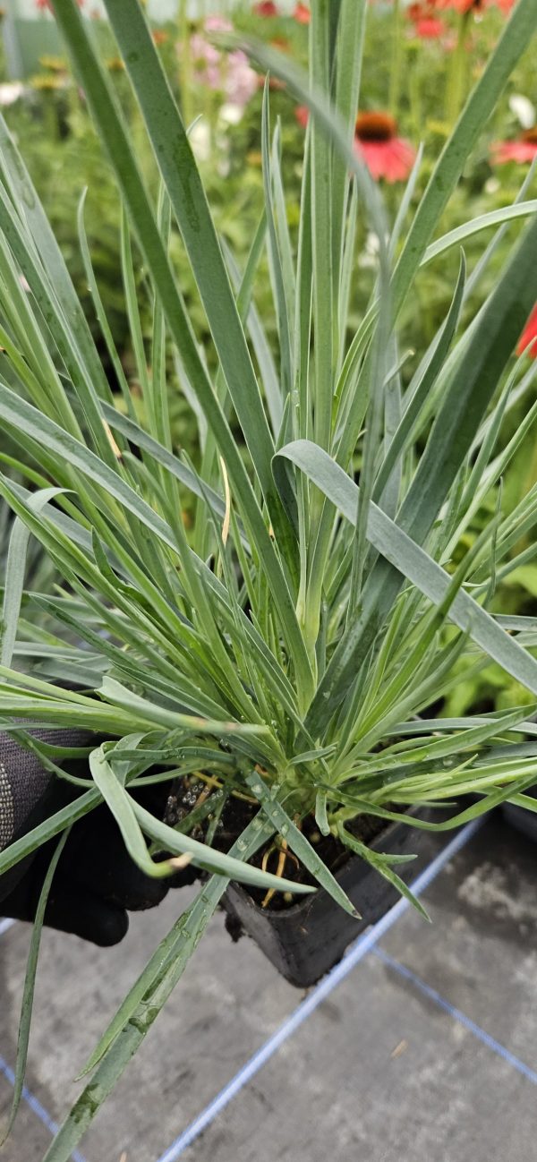 Dianthus 'Mountain Frost Ruby Snow'2 Dianthus 'Mountain Frost Ruby Snow'