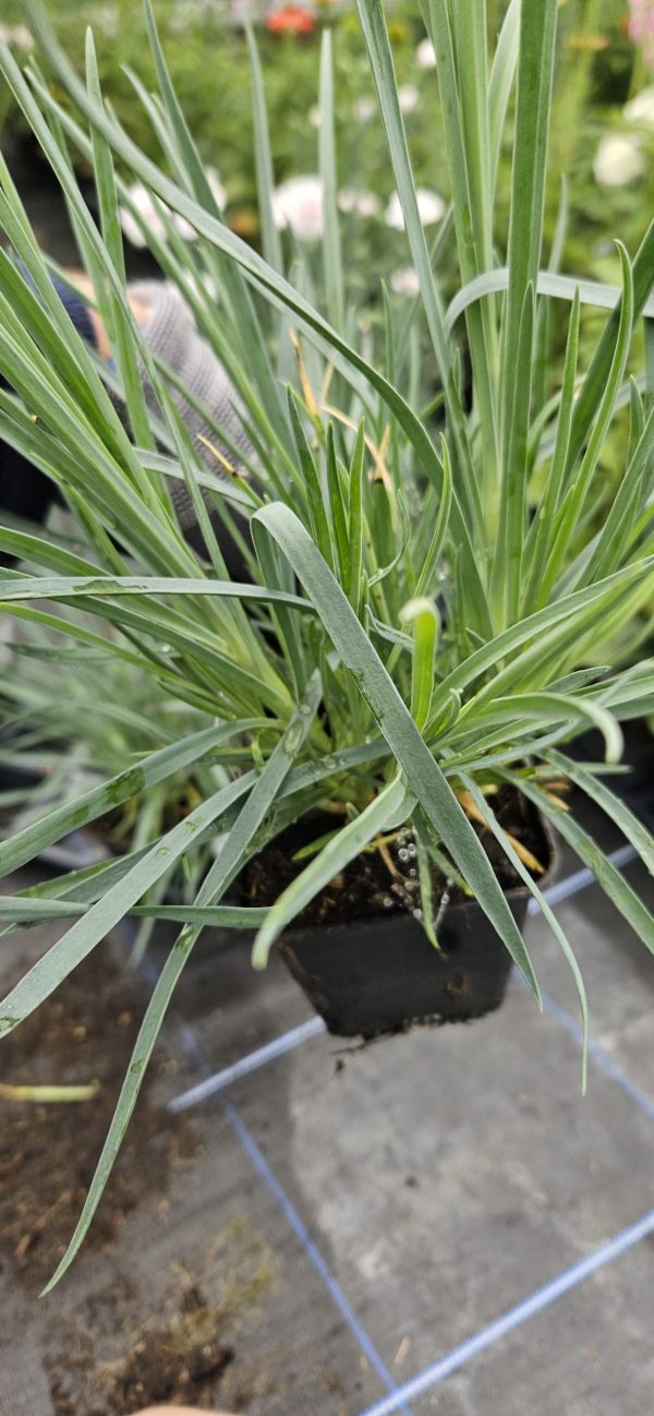 Dianthus 'Mountain Frost Ruby Snow'3 Dianthus 'Mountain Frost Ruby Snow'