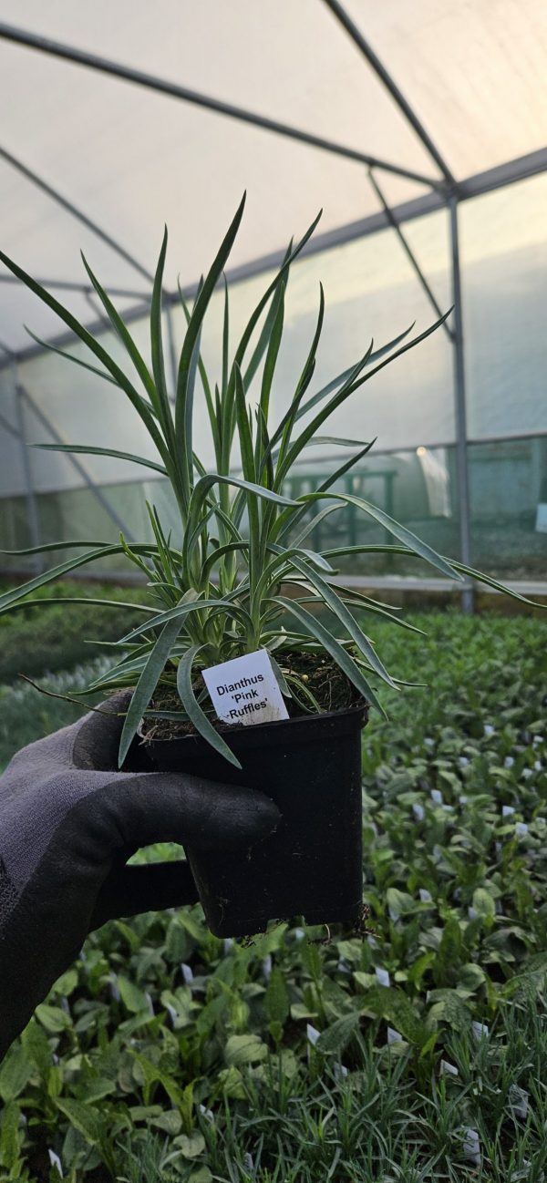 Dianthus 'Pink Ruffles' Dianthus 'Pink Ruffles'