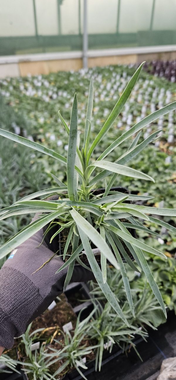 Dianthus 'Pink Ruffles'2 Dianthus 'Pink Ruffles'