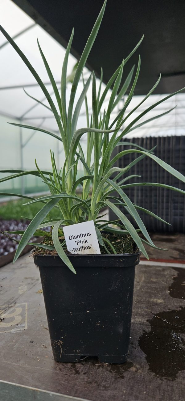 Dianthus 'Pink Ruffles'3 Dianthus 'Pink Ruffles'