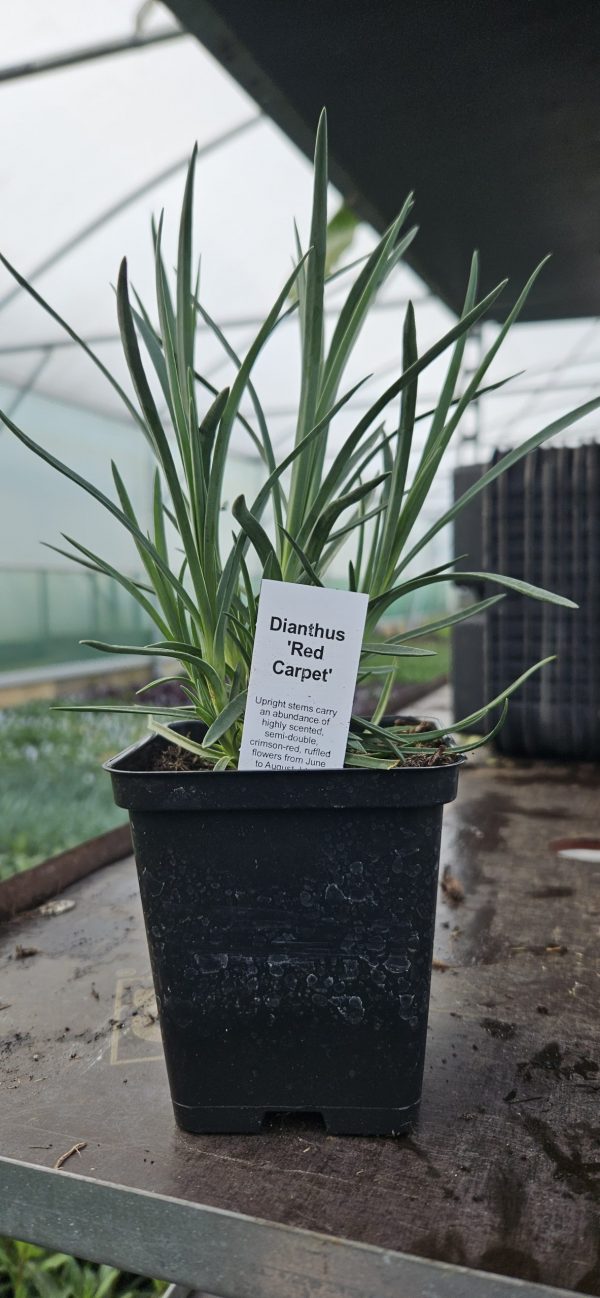 Dianthus 'Red Carpet' Dianthus 'Red Carpet'
