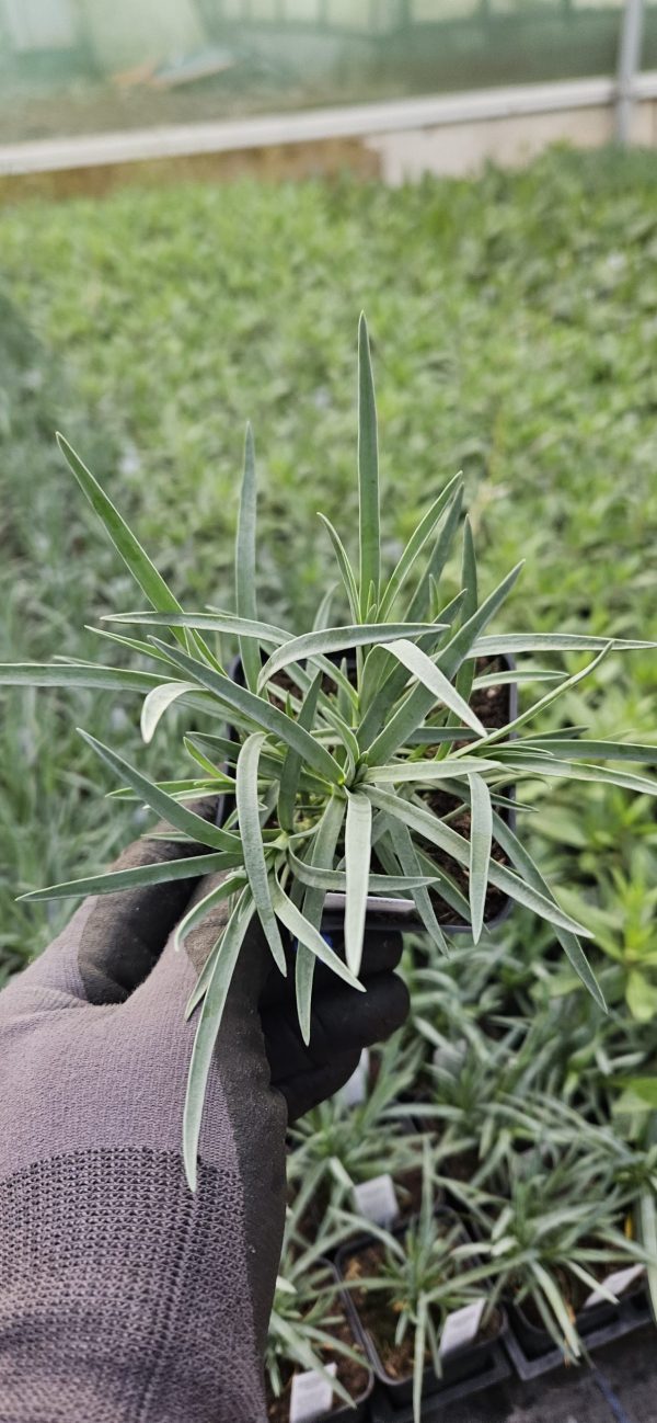 Dianthus 'Red Carpet'2 Dianthus 'Red Carpet'