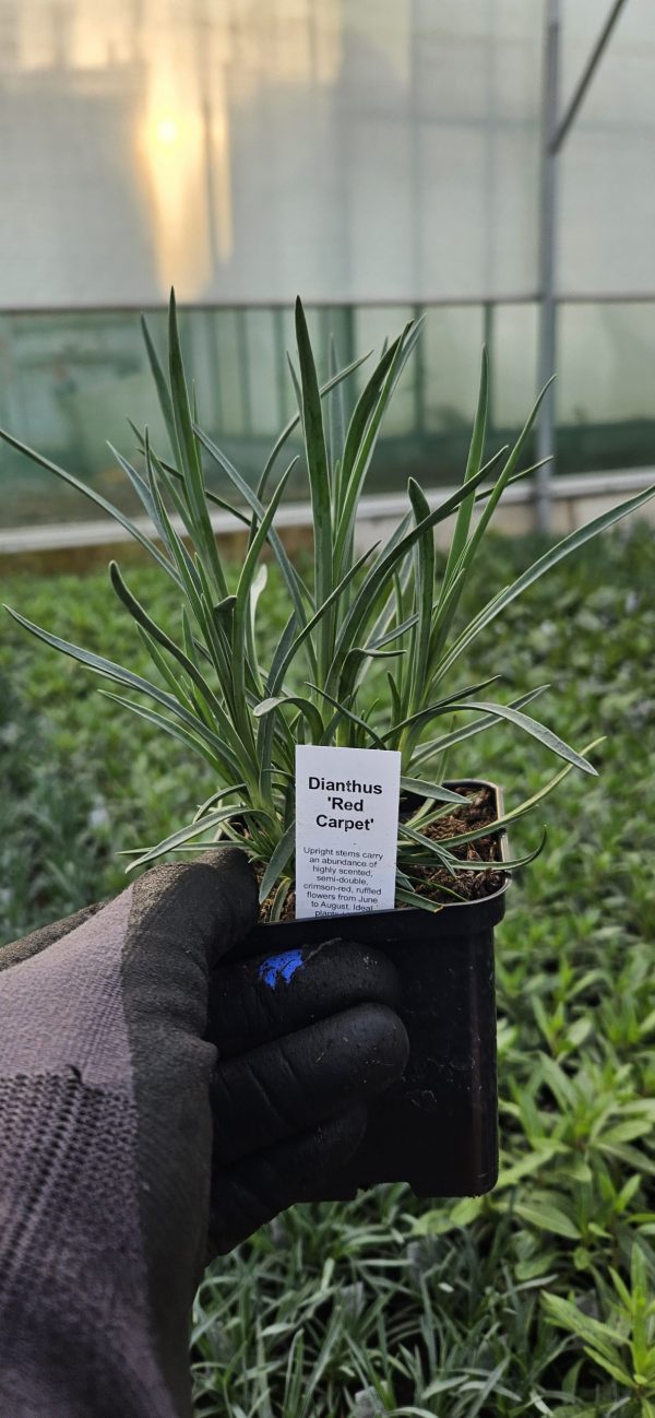 Dianthus 'Red Carpet'3 Dianthus 'Red Carpet'