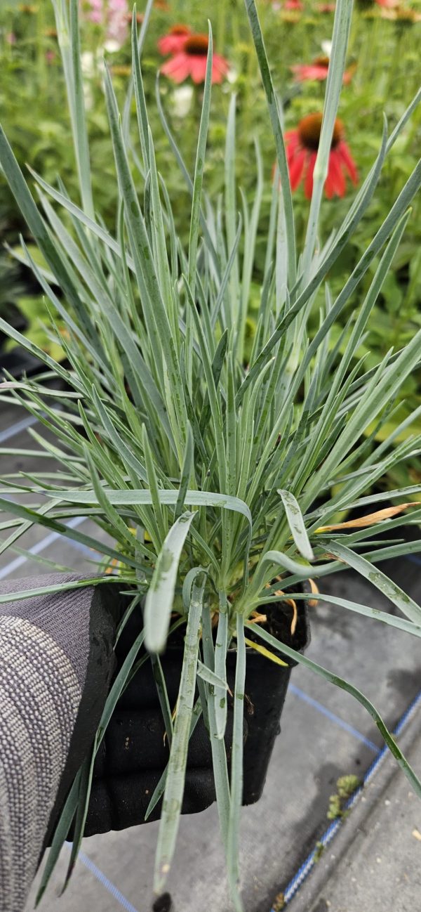 Dianthus Scent First 'Candy Floss' Dianthus Scent First 'Candy Floss'