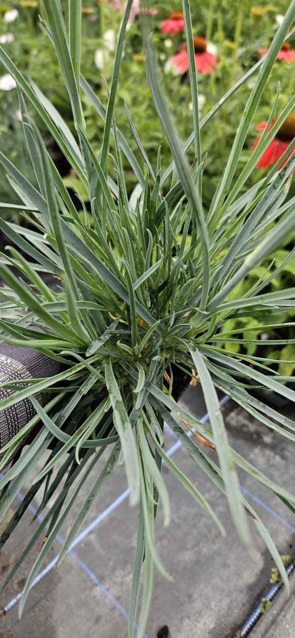 Dianthus Scent First 'Candy Floss'3 Dianthus Scent First 'Candy Floss'