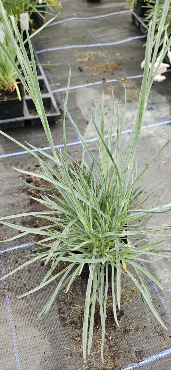Dianthus Scent First 'Candy Floss'4 Dianthus Scent First 'Candy Floss'