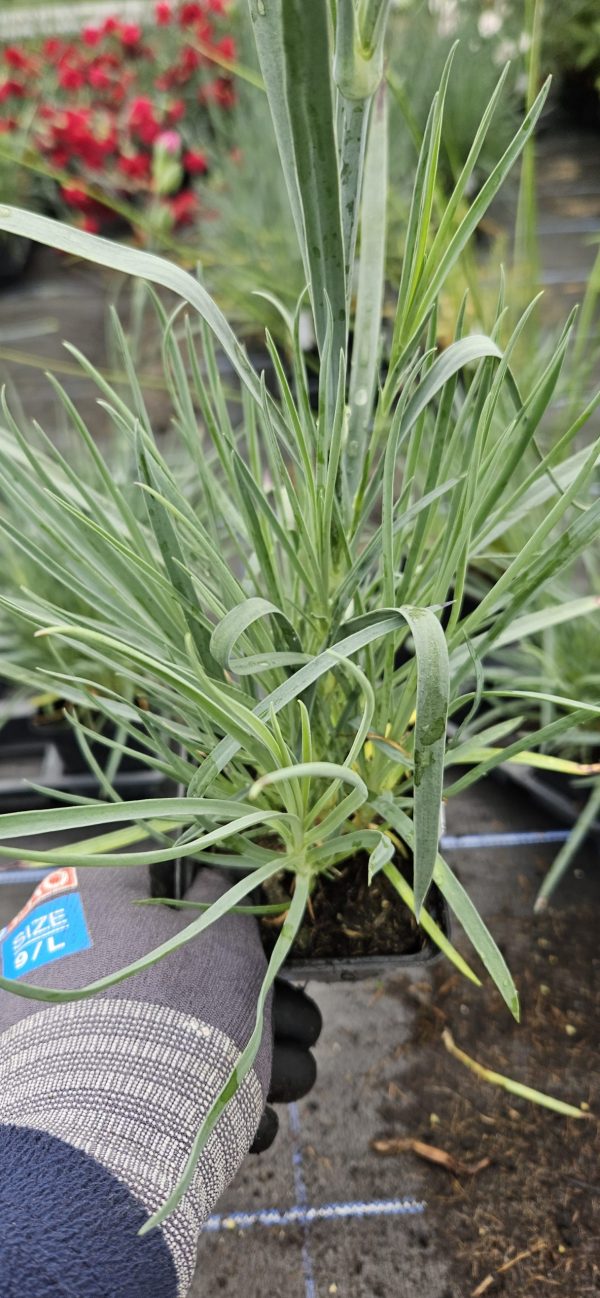 Dianthus Scent First 'Coconut Sundae'3 Dianthus Scent First 'Coconut Sundae'