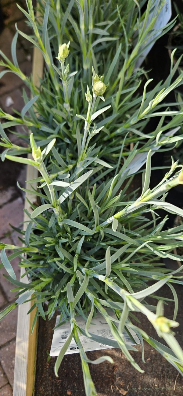 Dianthus Scent First 'Memories'