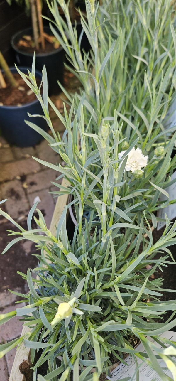 Dianthus Scent First 'Memories'