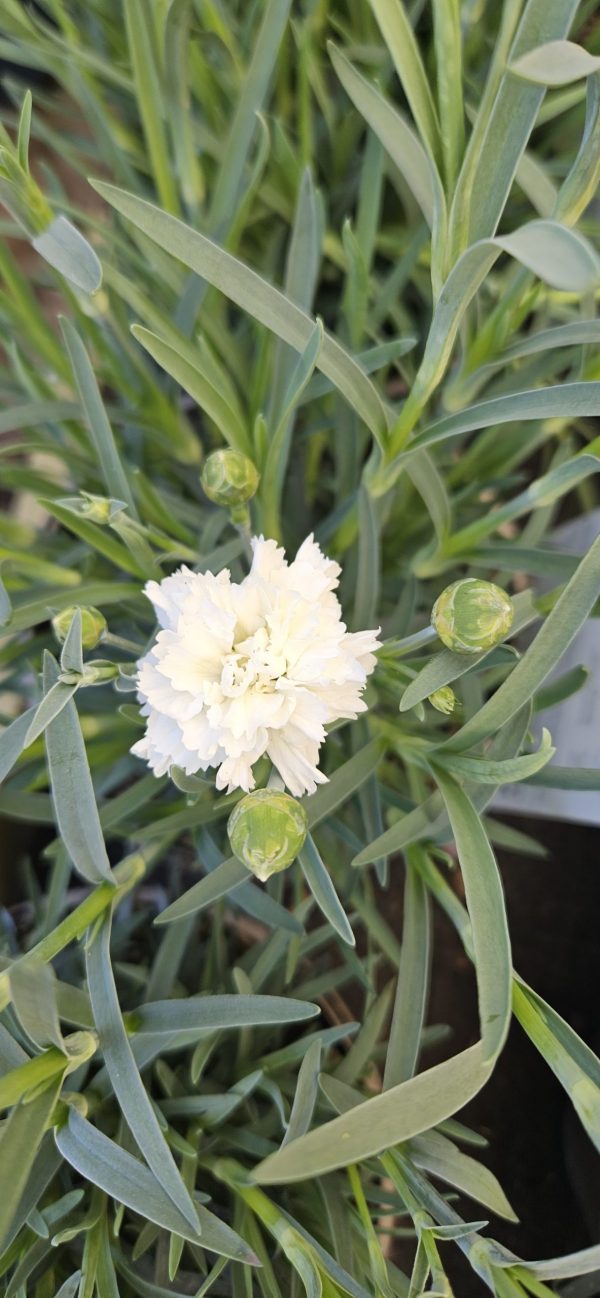 Dianthus Scent First 'Memories'