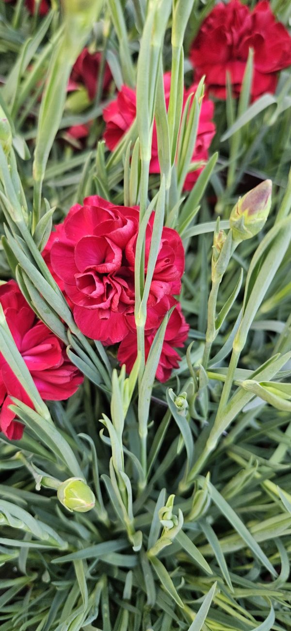 Dianthus Scent First 'Passion'