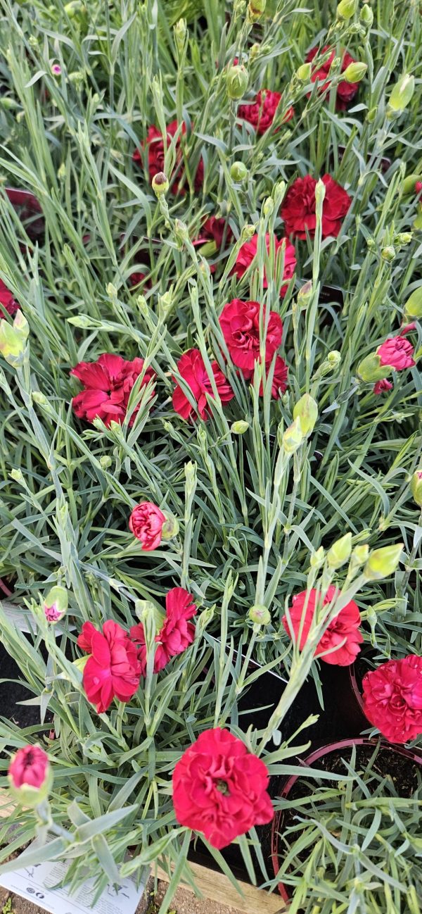 Dianthus Scent First 'Passion'