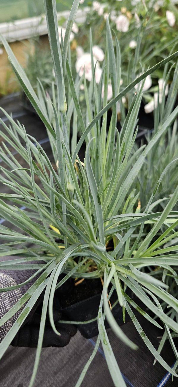 Dianthus Scent First 'Raspberry Sundae'