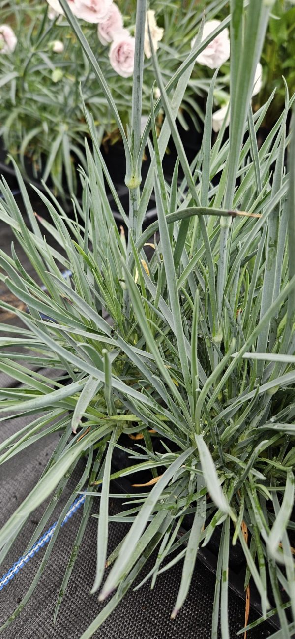 Dianthus Scent First 'Raspberry Sundae'
