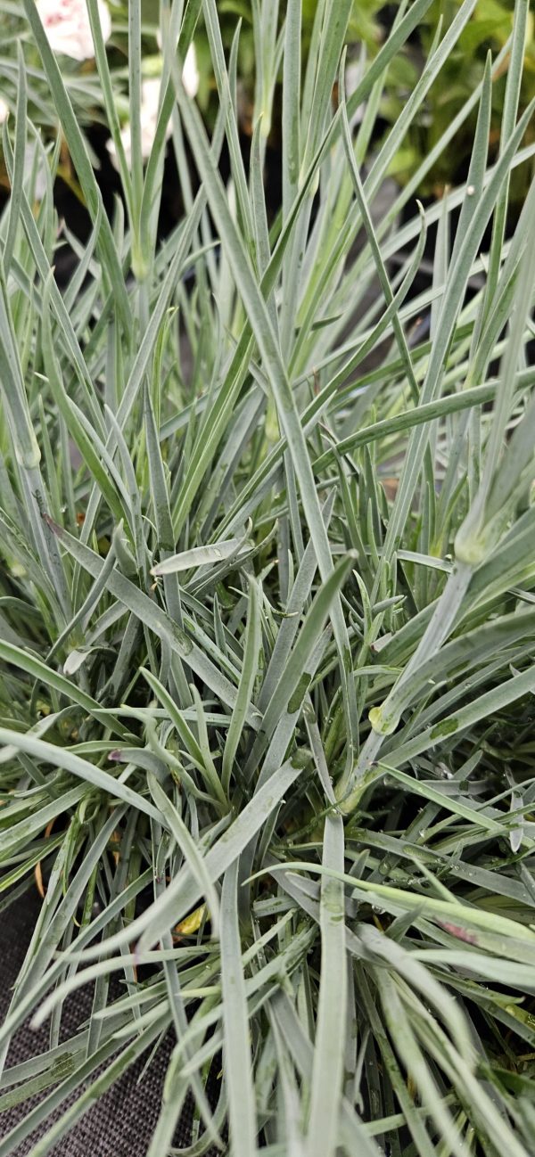 Dianthus Scent First 'Raspberry Sundae'