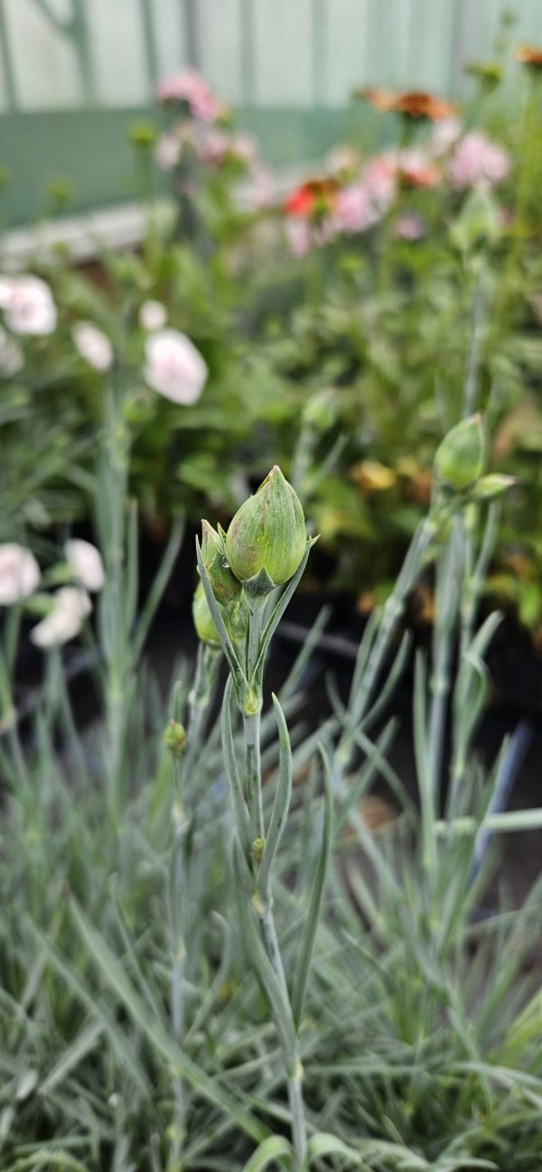 Dianthus Scent First 'Sugar Plum'