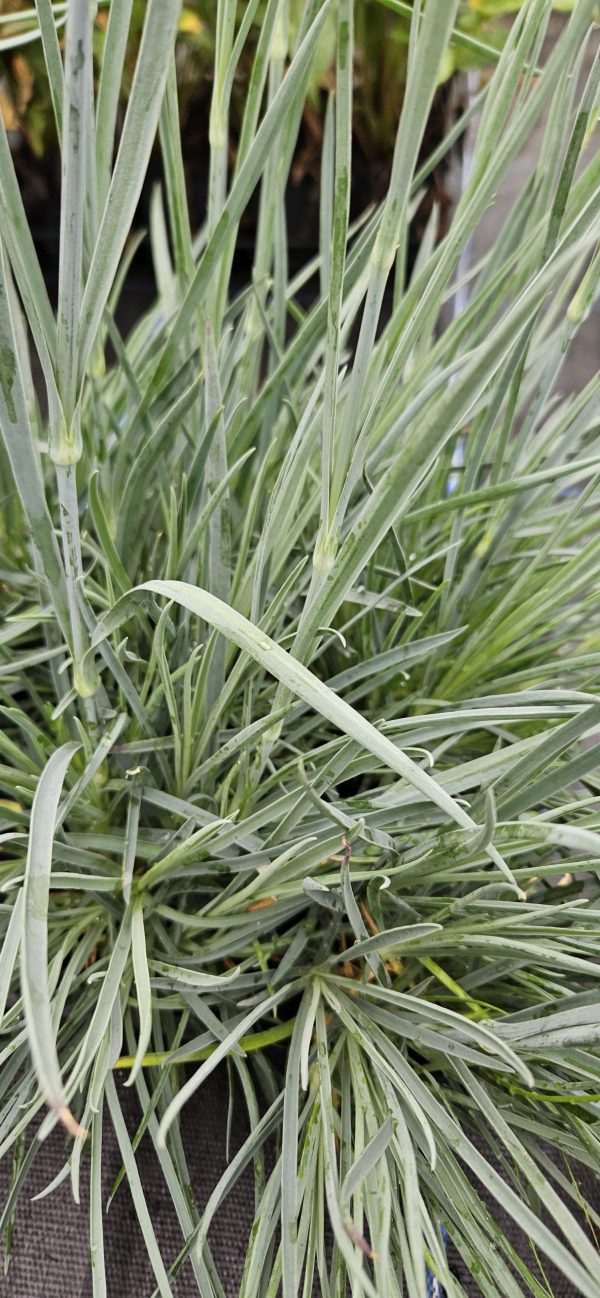 Dianthus Scent First 'Sugar Plum'