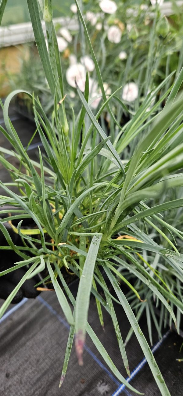 Dianthus Scent First 'Sugar Plum'