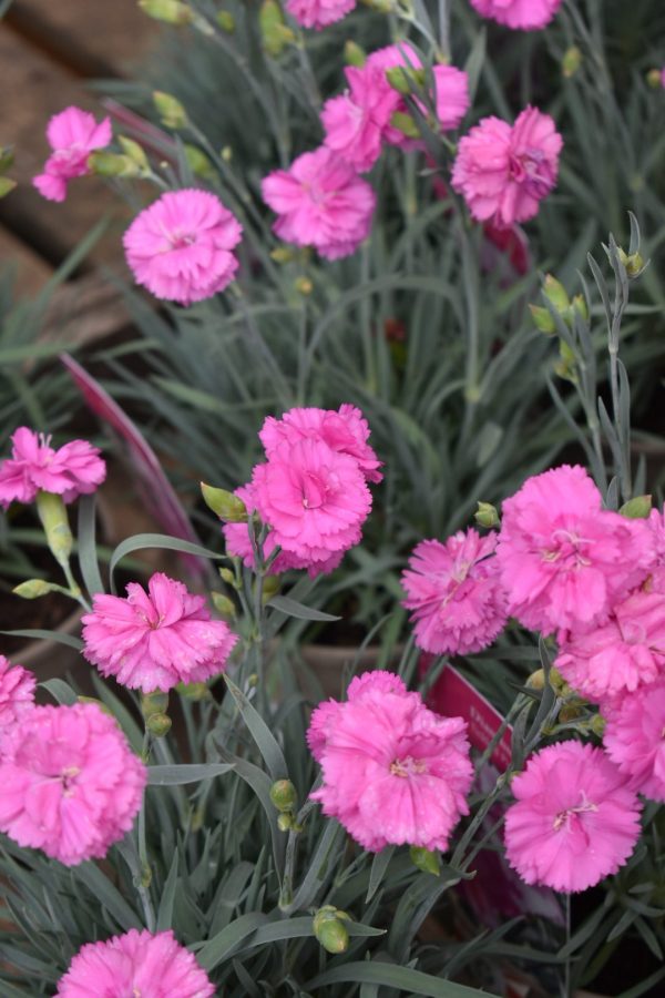 Dianthus Scent First 'Tickled Pink' Dianthus Scent First 'Tickled Pink'