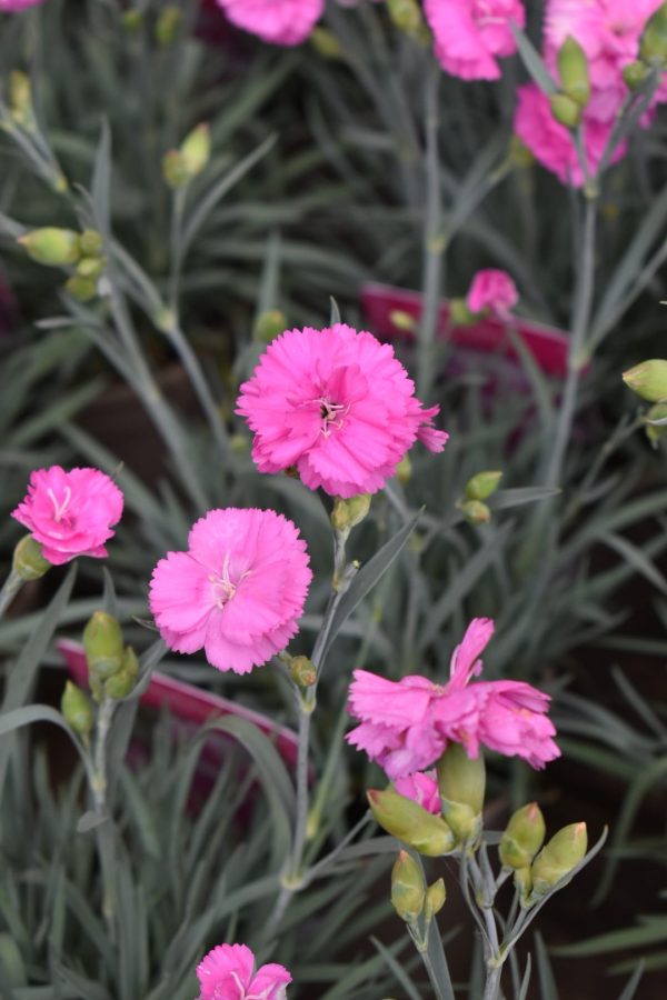 Dianthus Scent First 'Tickled Pink'2 Dianthus Scent First 'Tickled Pink'