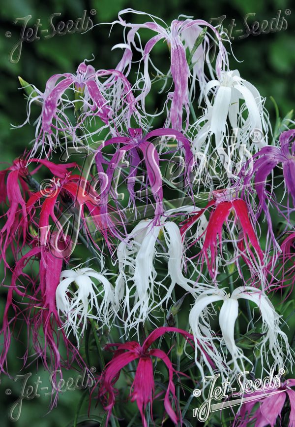 Dianthus chinensis 'Dancing Geisha'