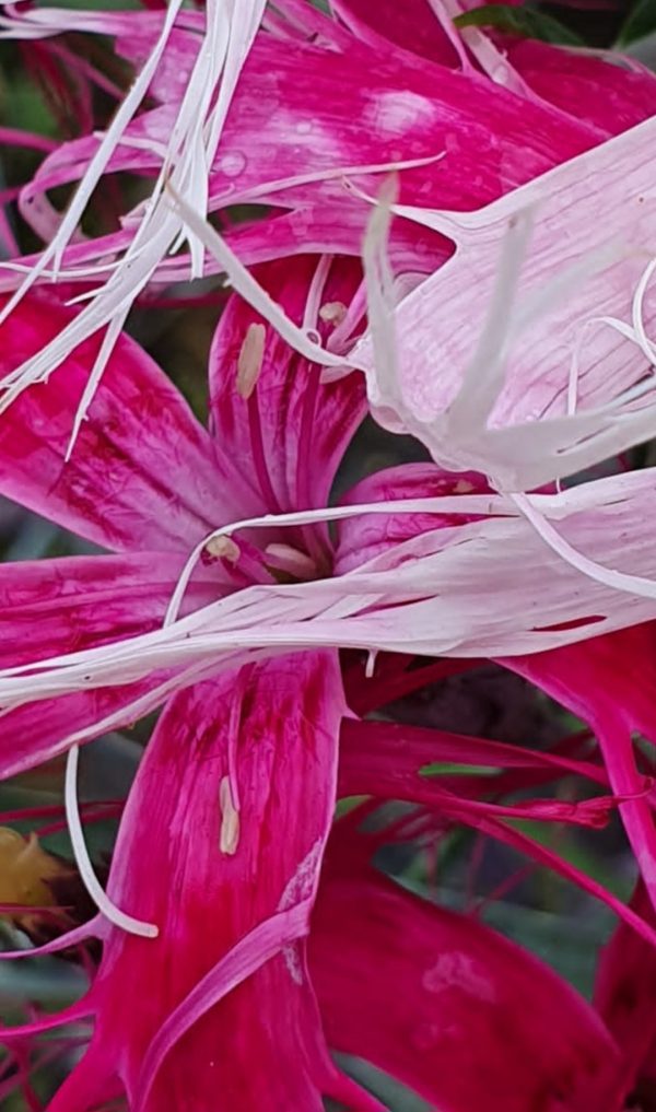 Dianthus chinensis 'Dancing Geisha'