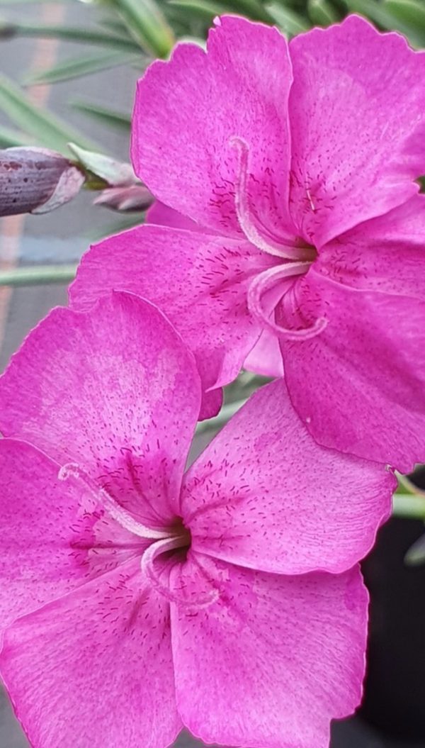 Dianthus gratianopolitanus 'Babylon'2 Dianthus gratianopolitanus 'Babylon'