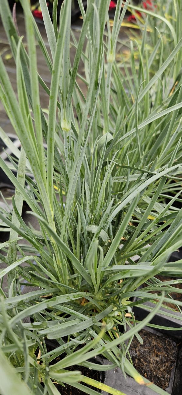 Dianthus plumarius 'Rachel'