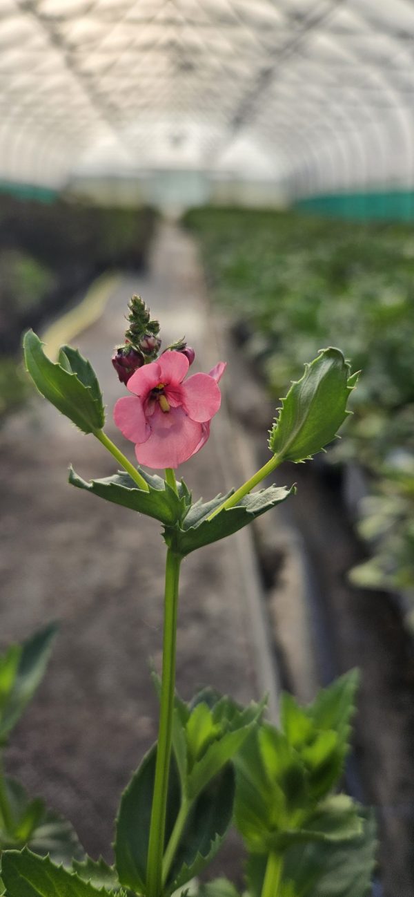 Diascia personata 'Hopleys' 2 Diascia personata 'Hopleys'