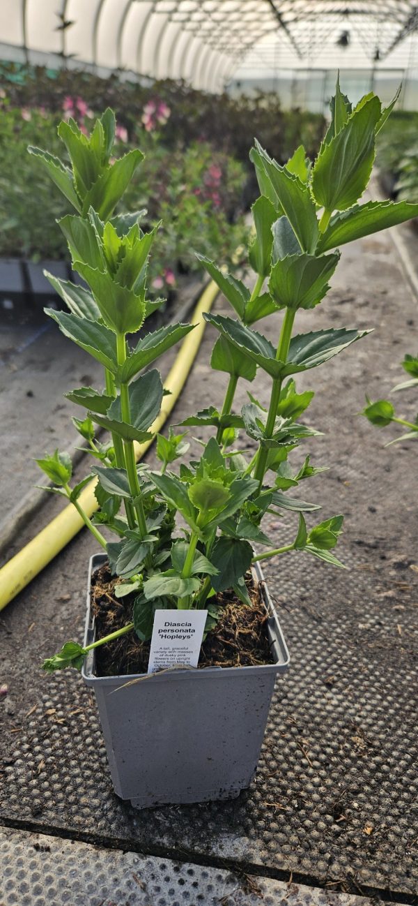 Diascia personata 'Hopleys' 3 Diascia personata 'Hopleys'