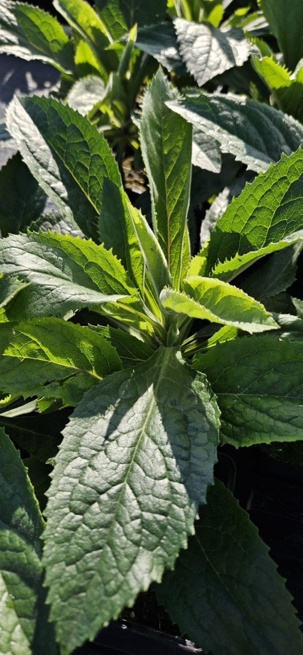 Digiplexis 'Falcon Fire'