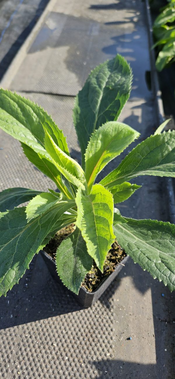 Digiplexis 'Falcon Fire'