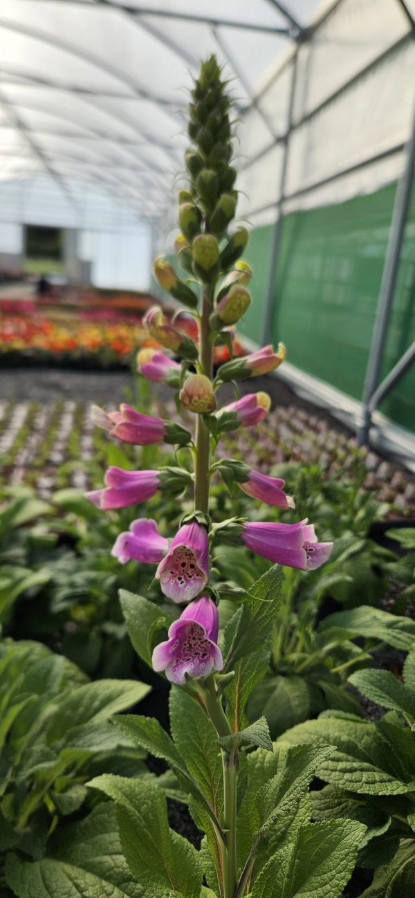 Digitalis Dalmatian Rose3 Digitalis Dalmatian Rose