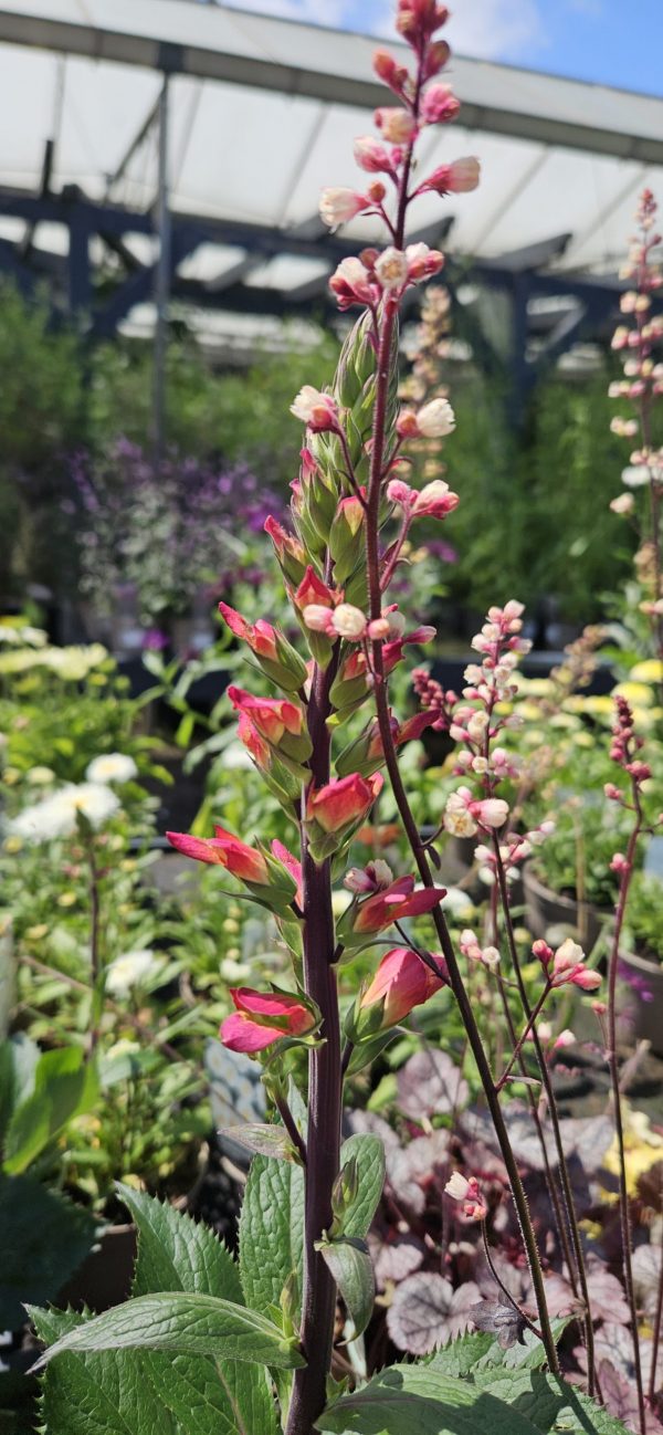 Digitalis 'Foxlight Ruby Glow'