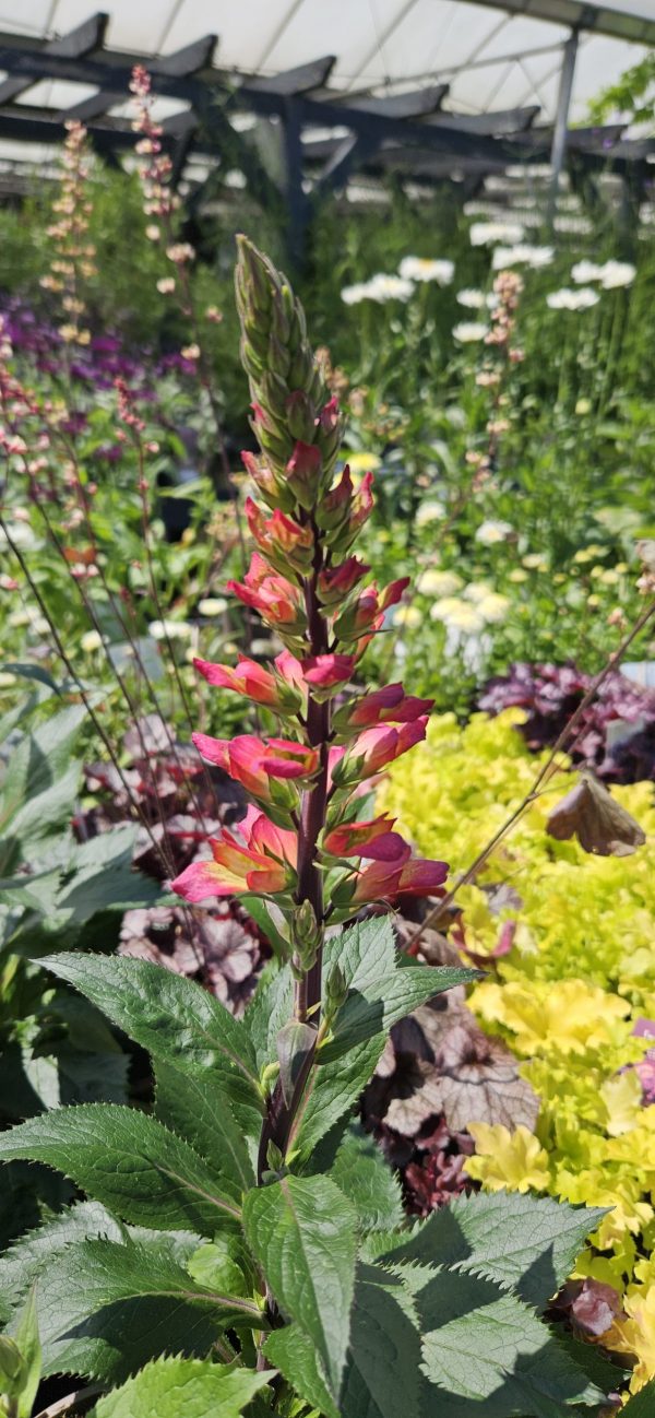 Digitalis 'Foxlight Ruby Glow'
