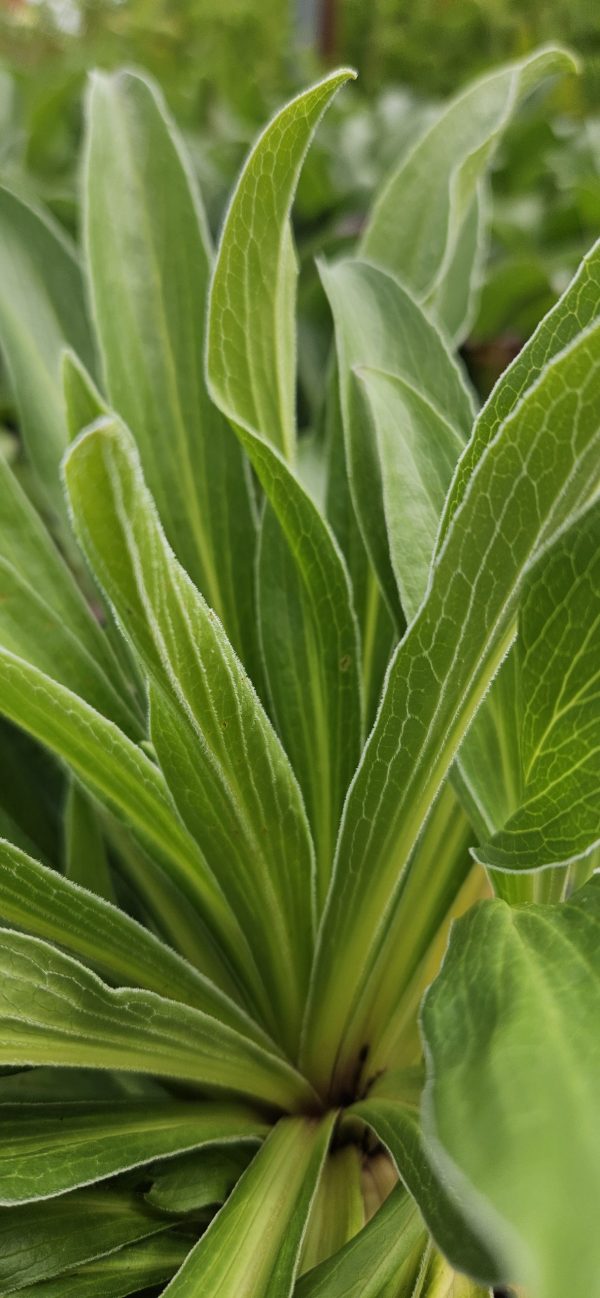 Digitalis ferruginea 'Gigantea' Digitalis ferruginea 'Gigantea'