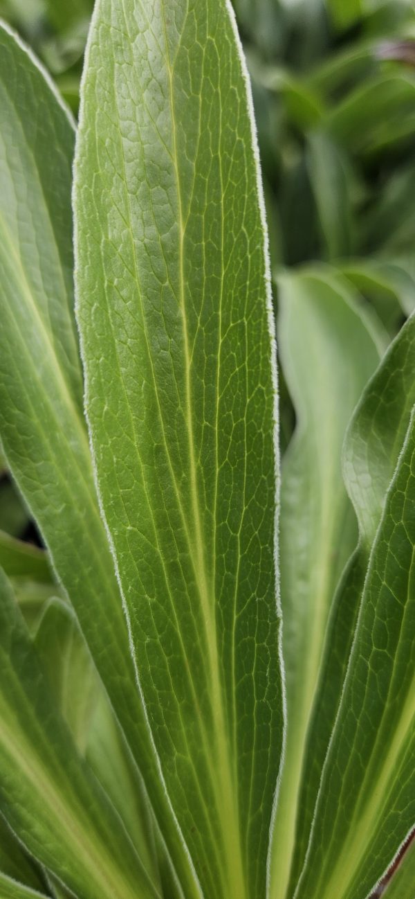 Digitalis ferruginea 'Gigantea'2 Digitalis ferruginea 'Gigantea'