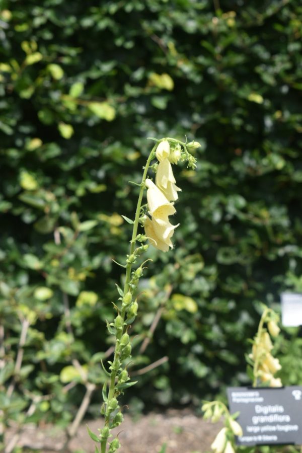 Digitalis grandiflora 2 Digitalis grandiflora