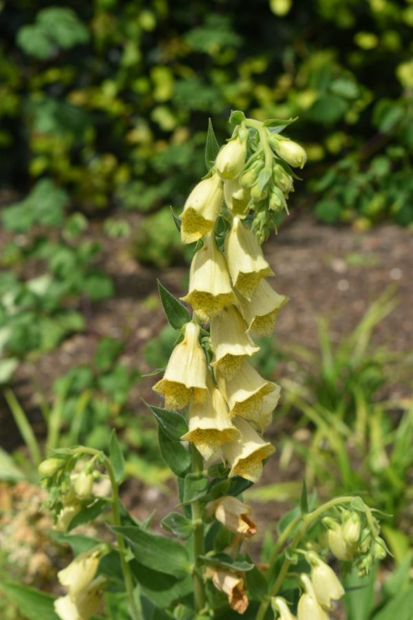 Digitalis grandiflora 3 Digitalis grandiflora