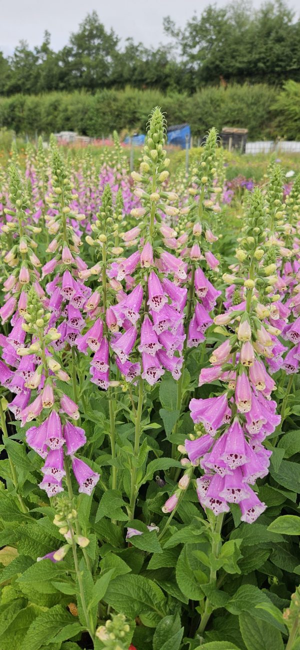 Digitalis pollux pink Digitalis pollux pink