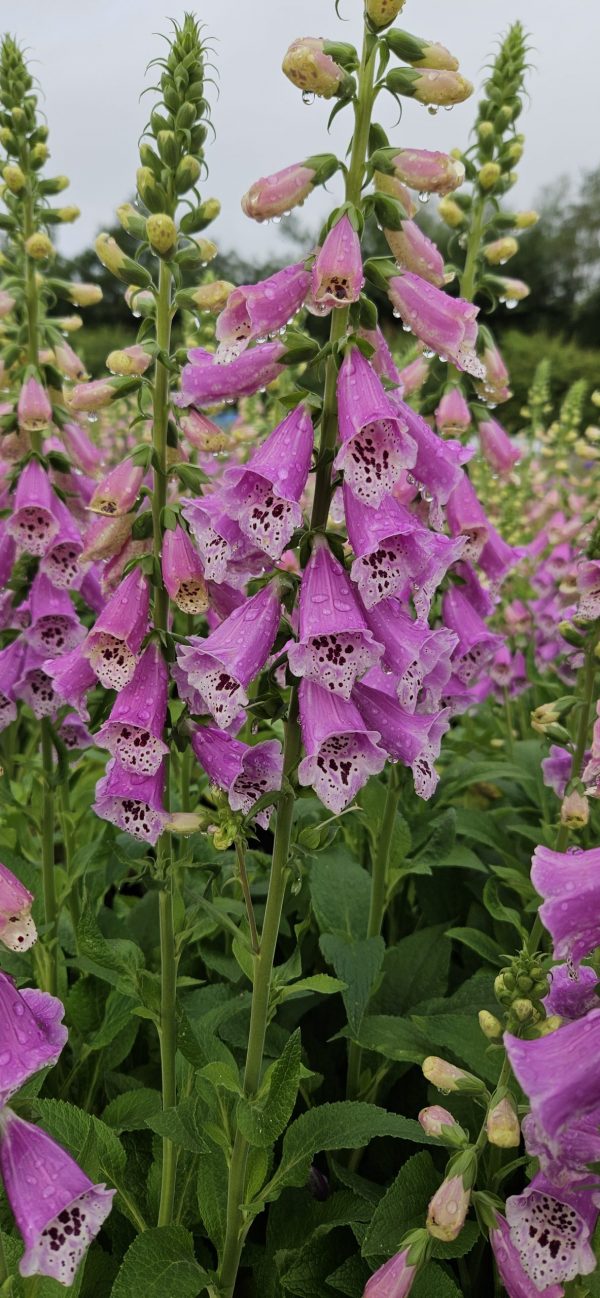 Digitalis pollux pink2 Digitalis pollux pink