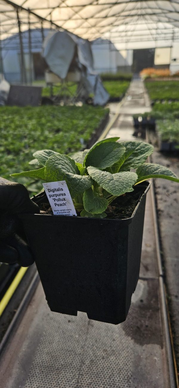 Digitalis purpurea 'Pollux Peach' Digitalis purpurea 'Pollux Peach'