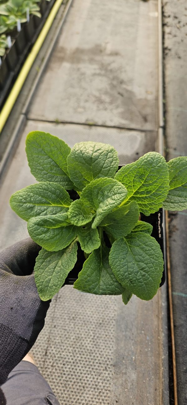 Digitalis purpurea 'Pollux Peach'2 Digitalis purpurea 'Pollux Peach'