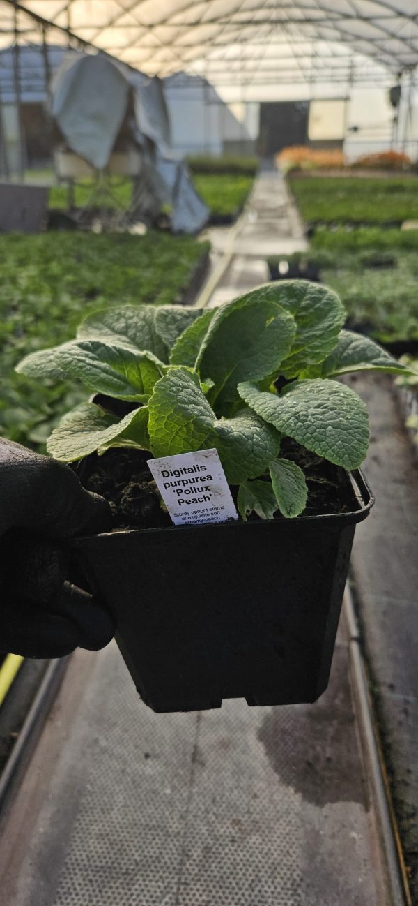 Digitalis purpurea 'Pollux Peach'3 Digitalis purpurea 'Pollux Peach'