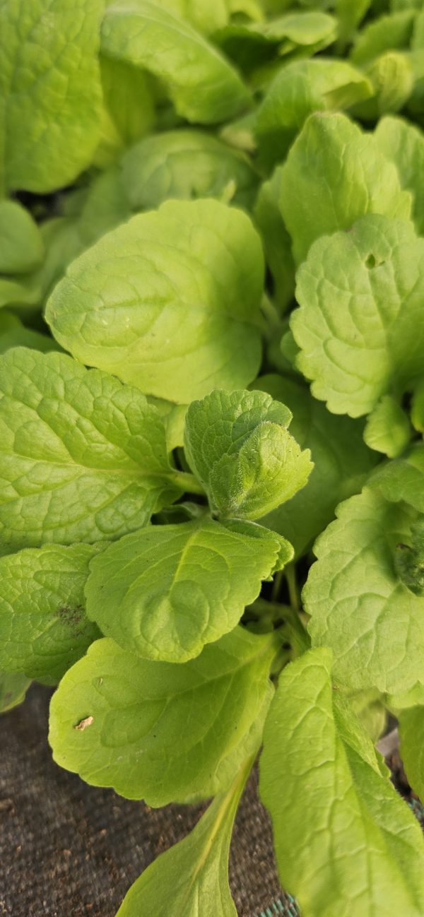 Digitalis purpurea Digitalis purpurea