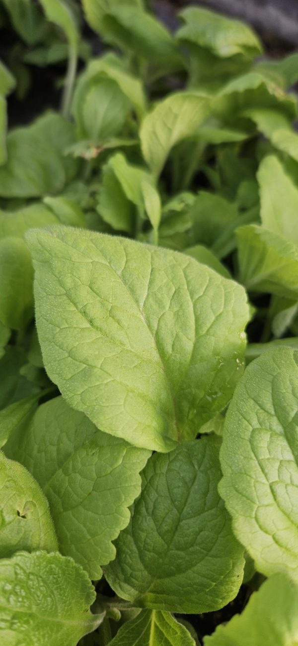 Digitalis purpurea2 Digitalis purpurea